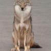 Loup