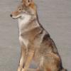 Loup