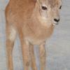 Cabris de mouflon