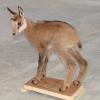 Cabris de chamois