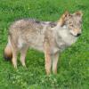 Loup
