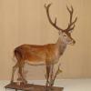 Cerf