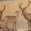 Famille de cerf