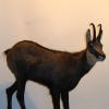 Chamois