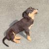 Chien