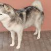 Chien
