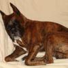 Chien