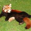 Panda roux avec son petit