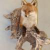 Renard