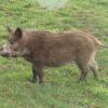 Sanglier
