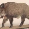 Sanglier