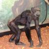 Chimpanzé