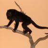 Singe hurleur