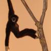Gibbon à mains blanches