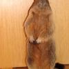 Marmotte