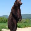 Ours brun
