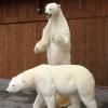 Ours blancs