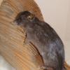 Rat