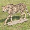 Guépard