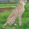 Guépard