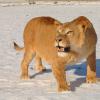 Lionne