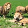 Lions