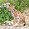 Jeune lynx