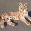 Jeune lynx