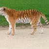 Tigre