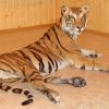 Tigre