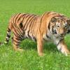 Tigre