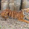 Tigre