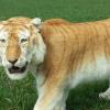 Tigre royal