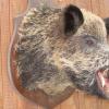 Sanglier