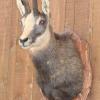Chamois
