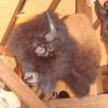 Bison