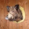 Sanglier