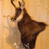 Chamois