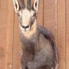 Chamois