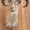 Mouflon 