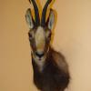 Isard