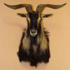 Bouc de Nouvelle-Zélande