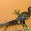 Archeopteryx
