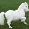 Licorne