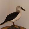 Albatros à sourcils noirs