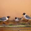 Mouettes de Franklin