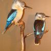 Martins chasseurs à ailes bleues