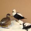 Canards du Labrador