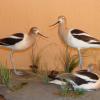 Avocettes d'Amérique