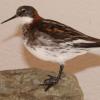 Phalarope à bec étroit